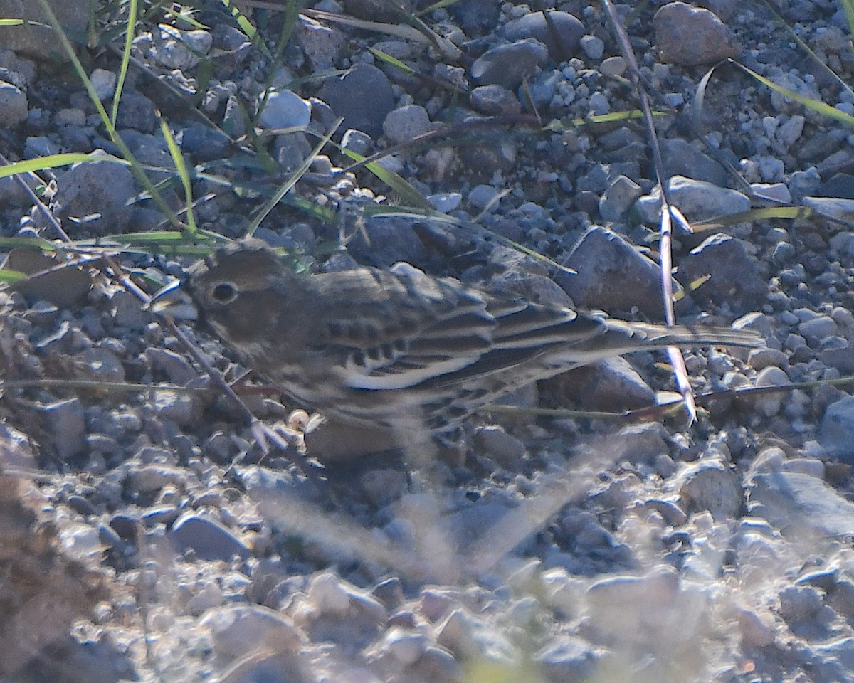 Lark Bunting - ML646425659