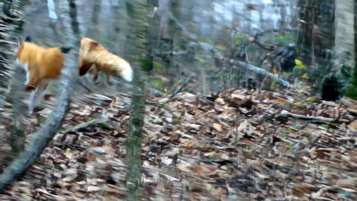 Volpe rossa - ML646425660