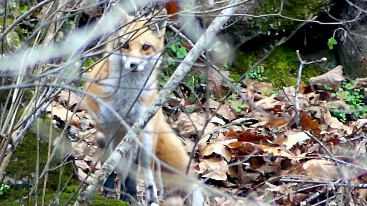 Volpe rossa - ML646425661