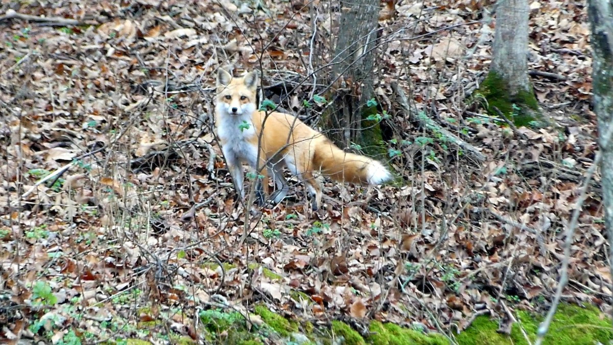 Volpe rossa - ML646425662