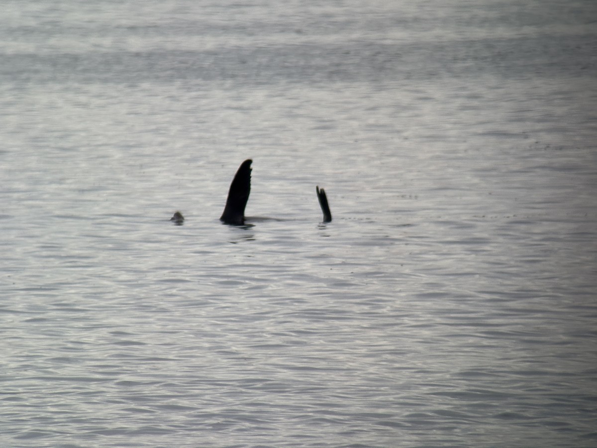 Animals - ML646425666