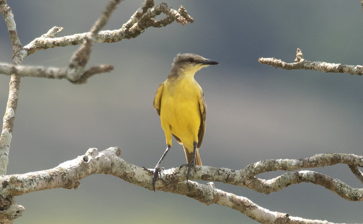 Cattle Tyrant - ML646425667