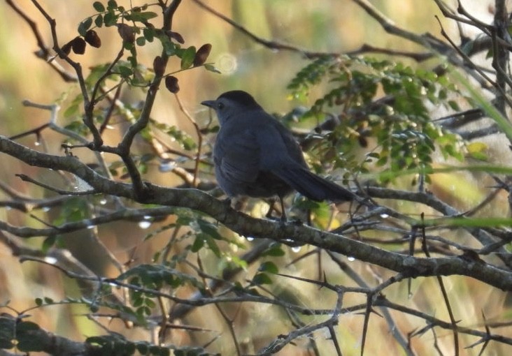 Gray Catbird - ML646425678