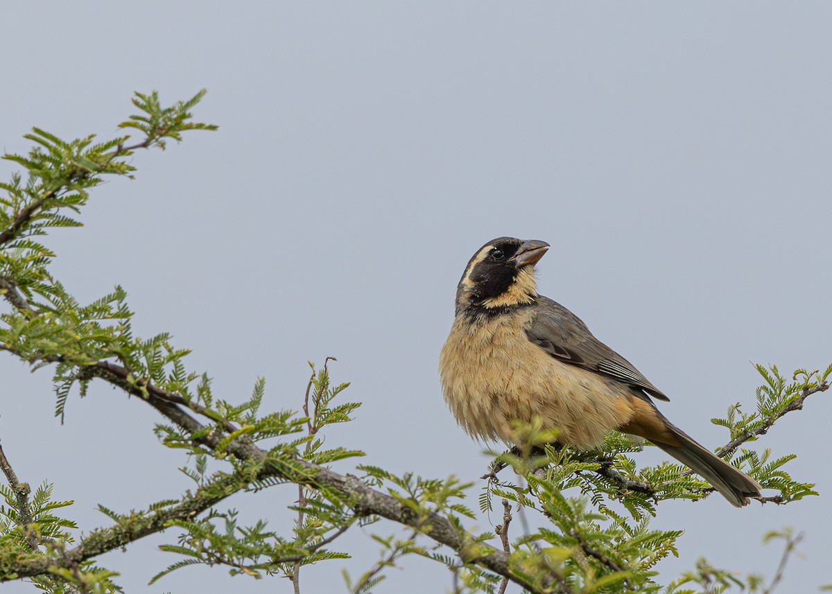 Golden-billed Saltator - ML646425680