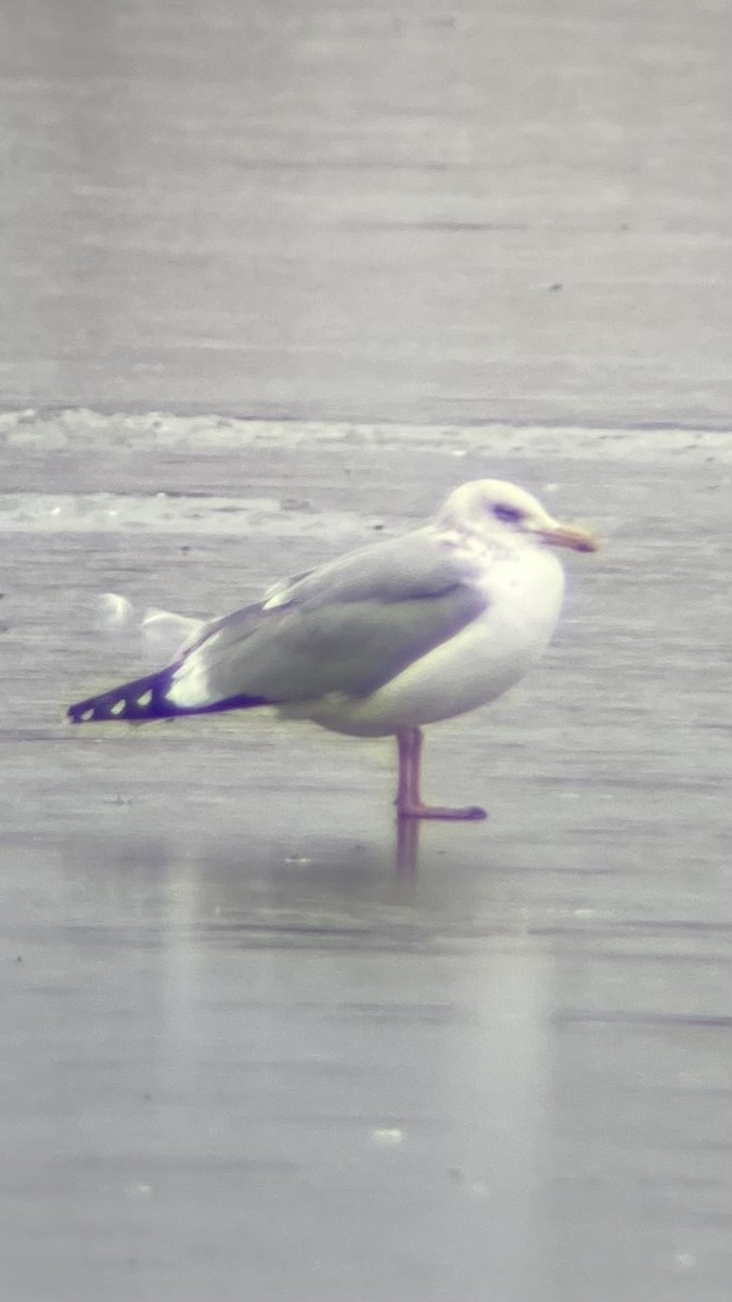 American Herring Gull - ML646425681