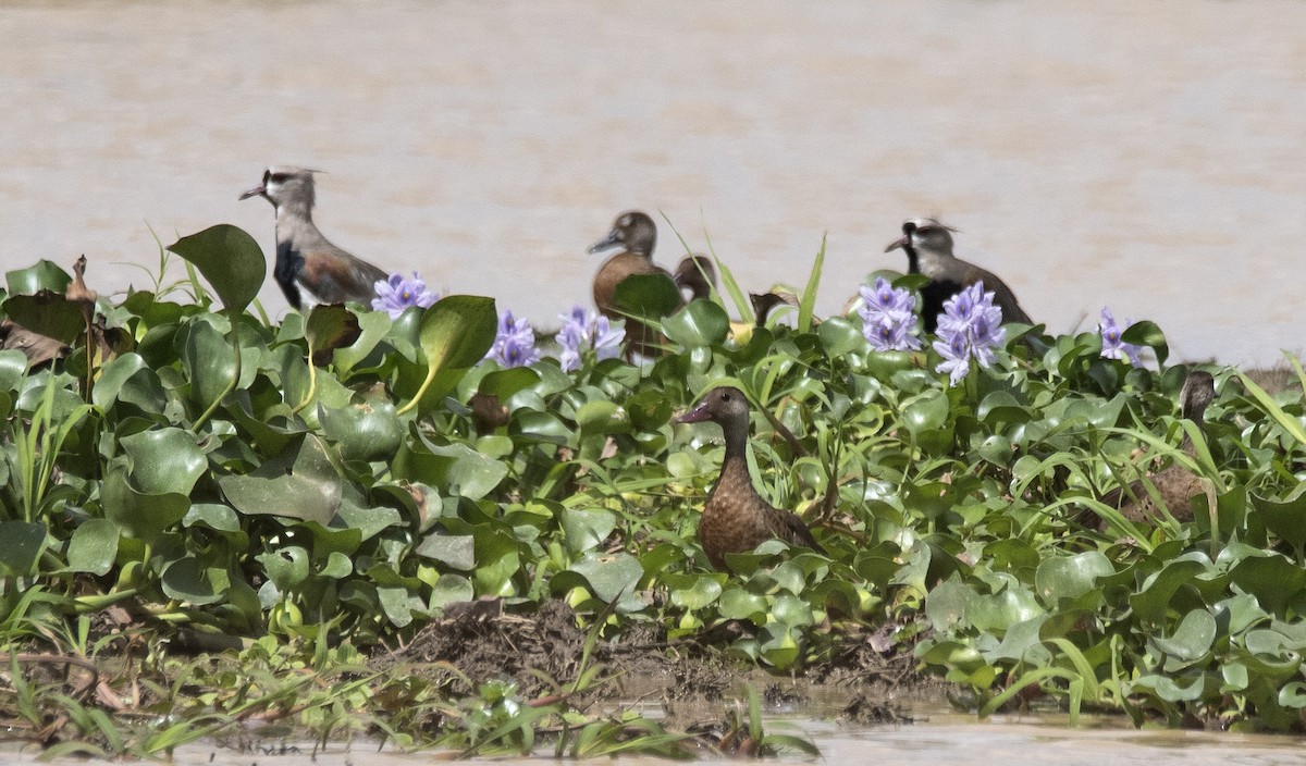 Brazilian Teal - ML646425683