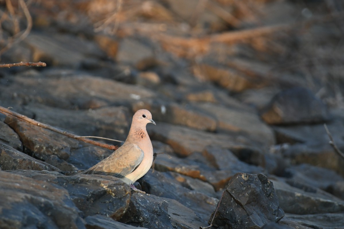 Laughing Dove - ML646425684