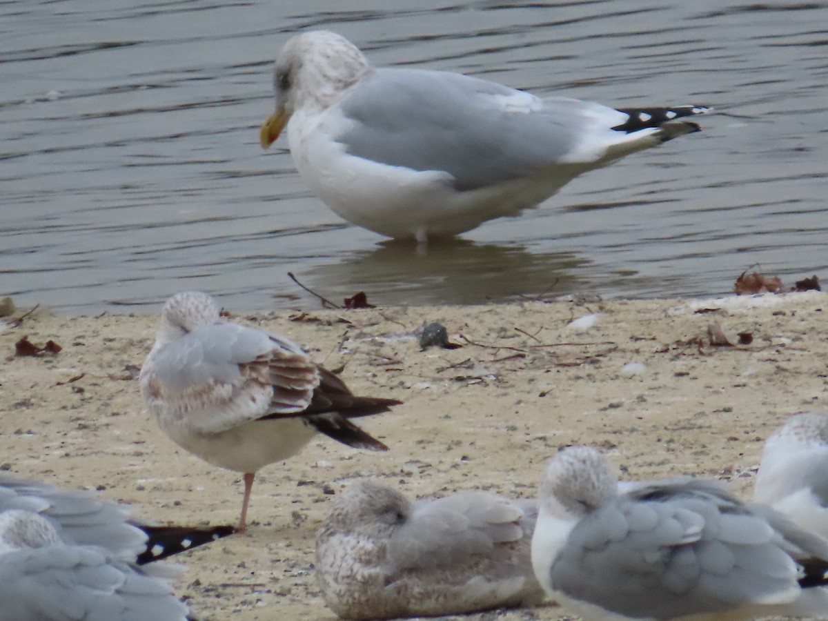 racek americký - ML646425685