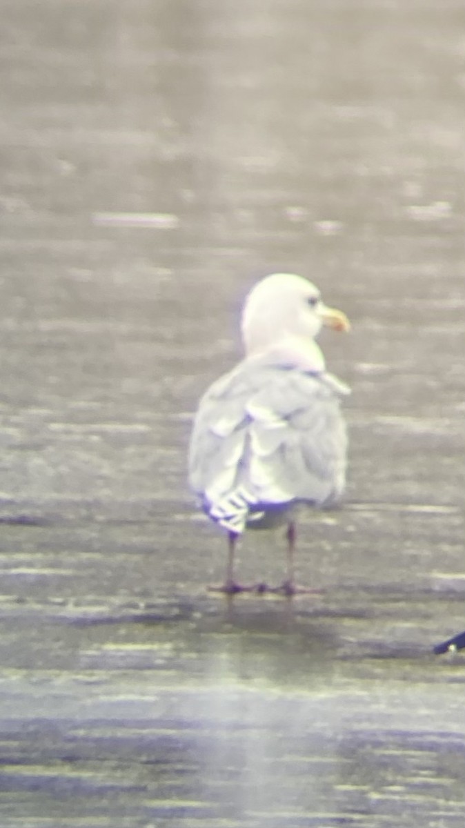 Iceland Gull (Thayer's) - ML646425686