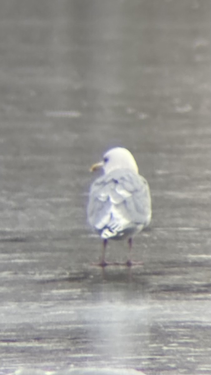 Iceland Gull (Thayer's) - ML646425687