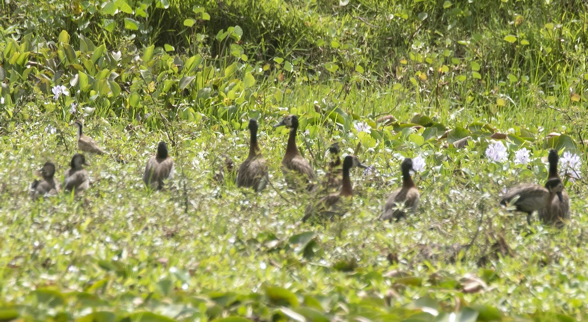 White-faced Whistling-Duck - ML646425688