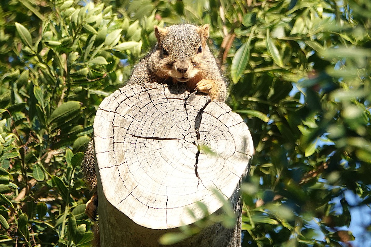 Squirrels - ML646425690