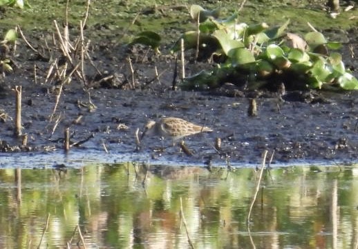 Least Sandpiper - ML646425691