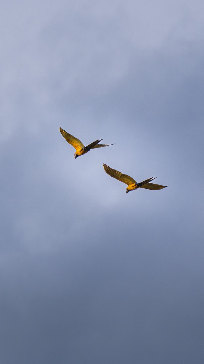 Blue-and-yellow Macaw - ML646425693