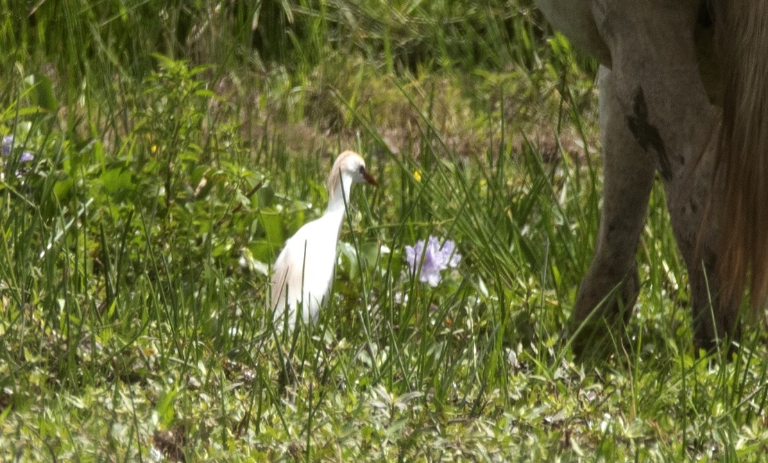 Western Cattle-Egret - ML646425694