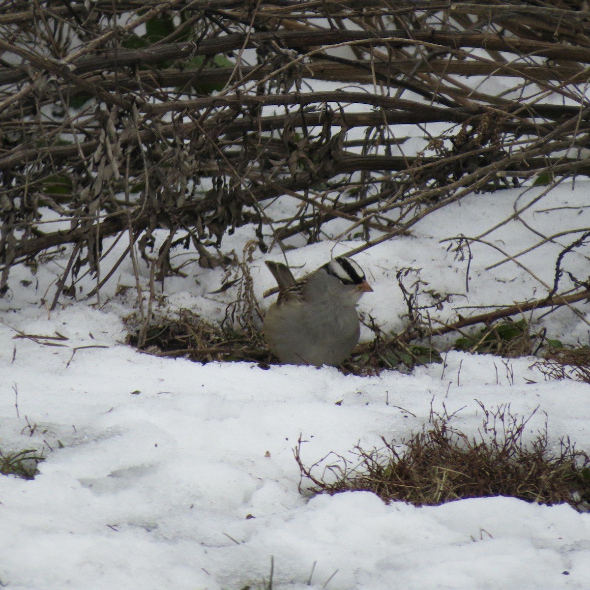 Bruant à couronne blanche - ML646425695