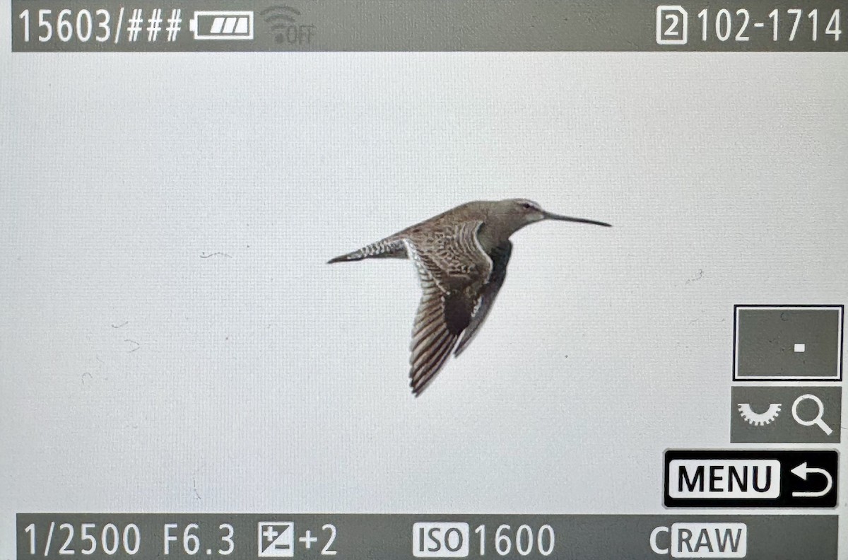 Long-billed Dowitcher - ML646425696
