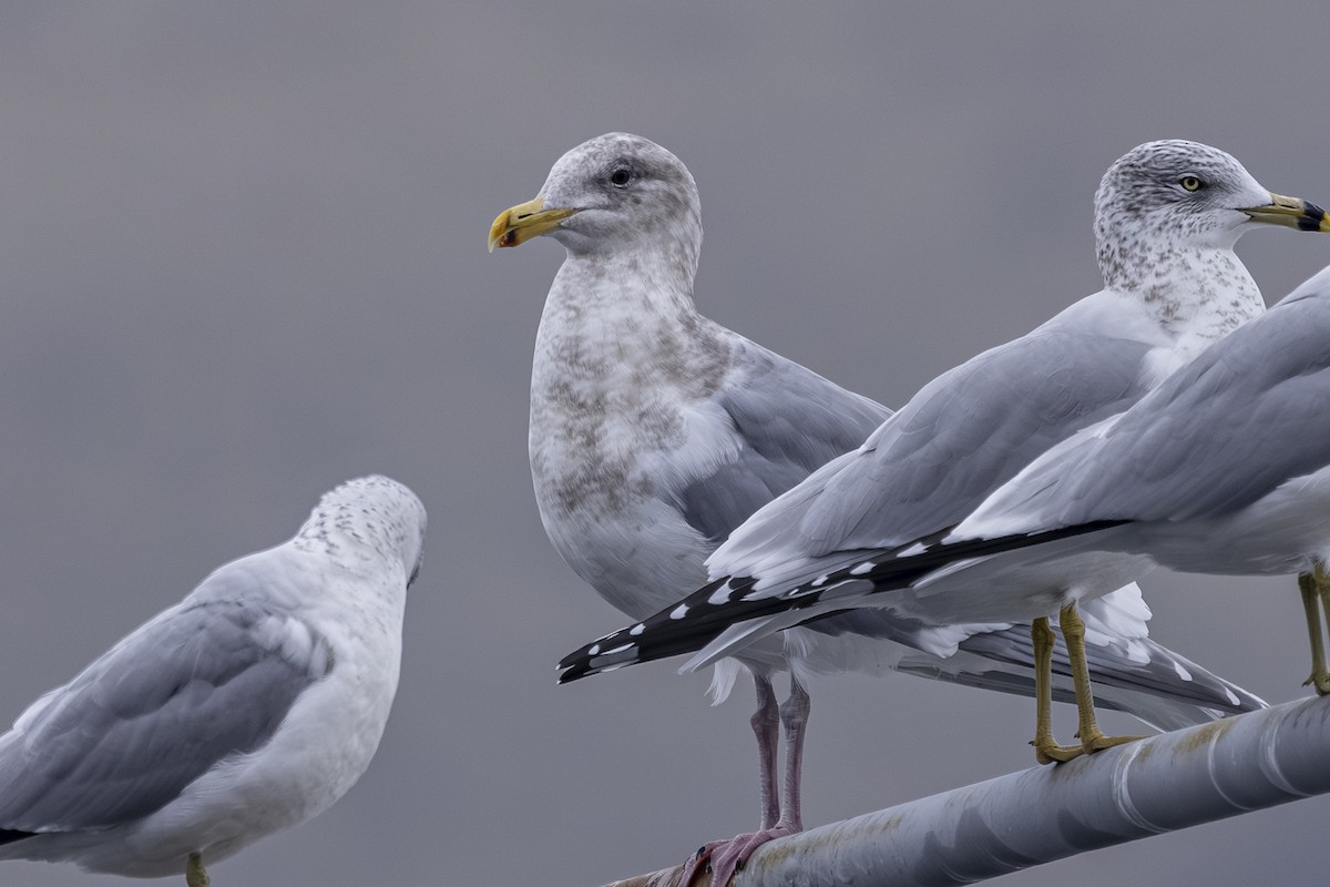 Batı Amerika x Buz Rengi Martı - ML646425697