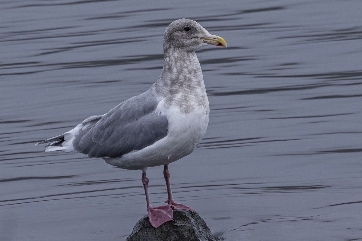 Batı Amerika x Buz Rengi Martı - ML646425698