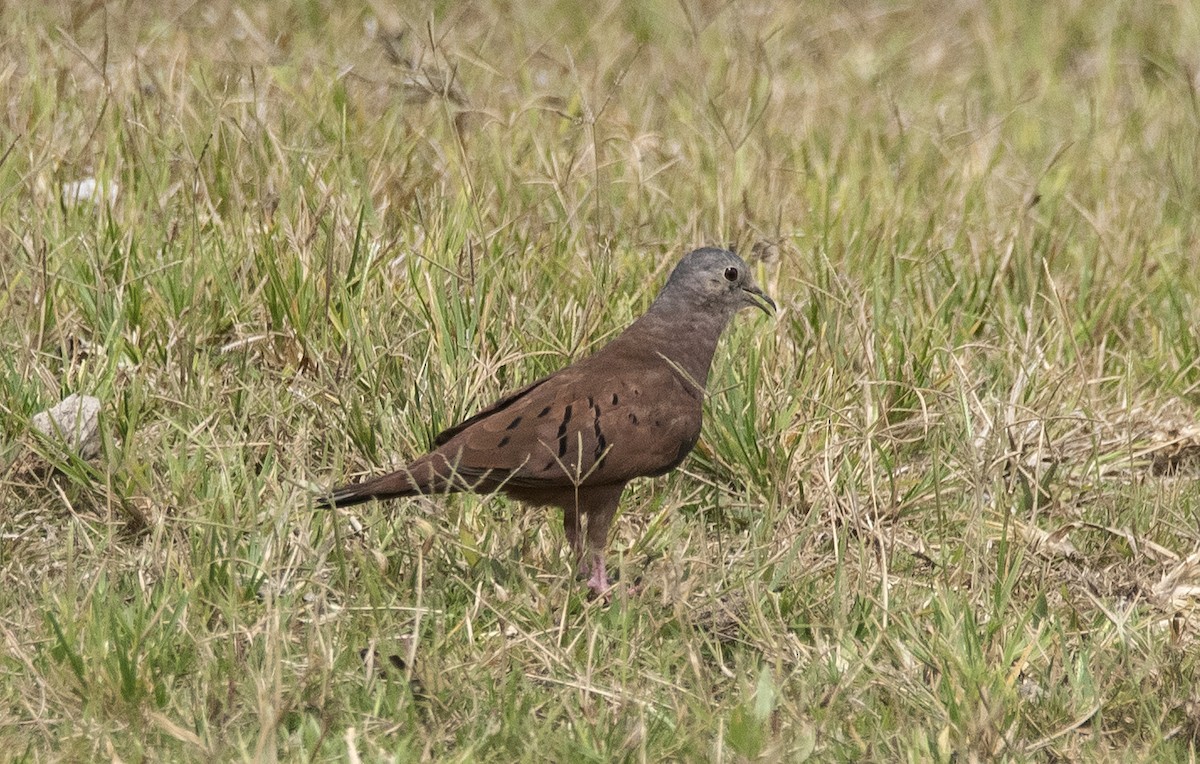 Ruddy Ground Dove - ML646425699
