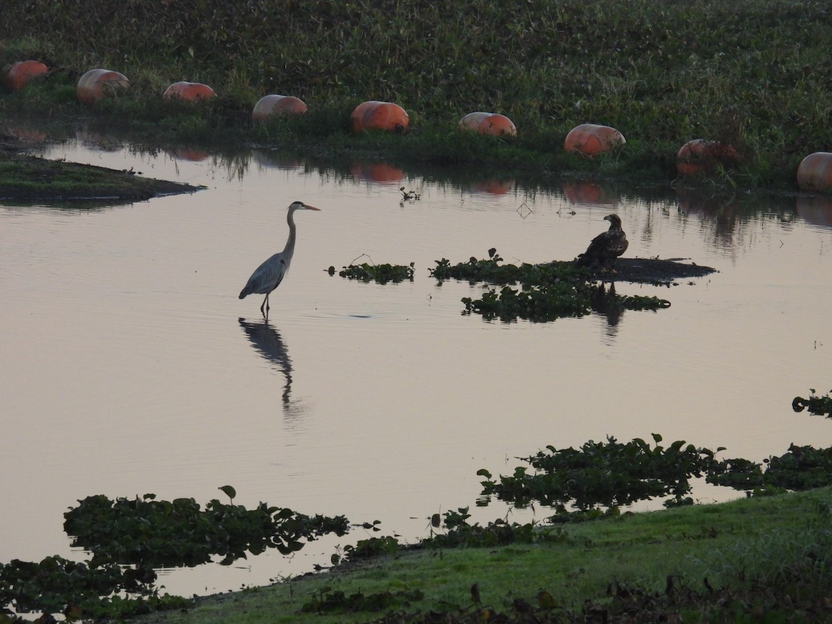 Great Blue Heron - ML646425701