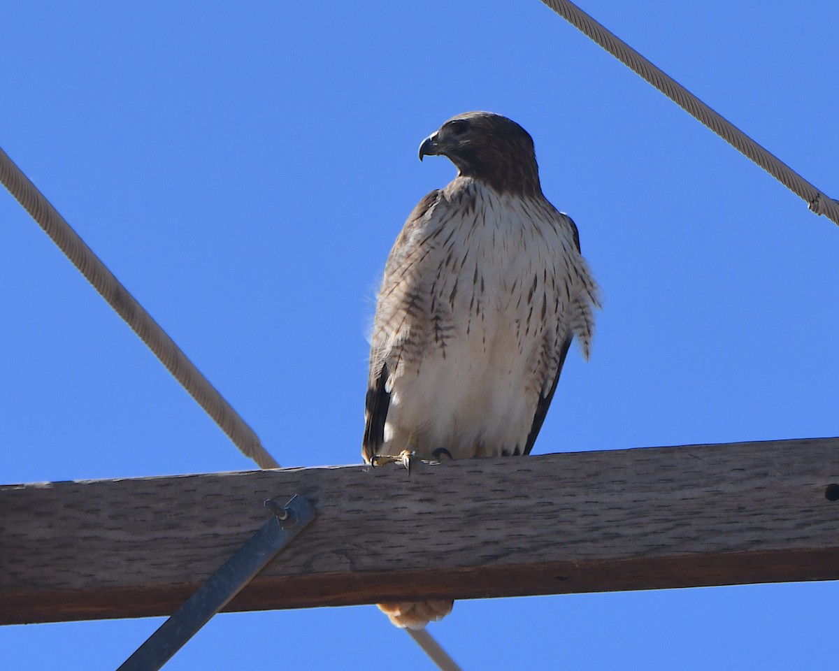 Red-tailed Hawk - ML646425702