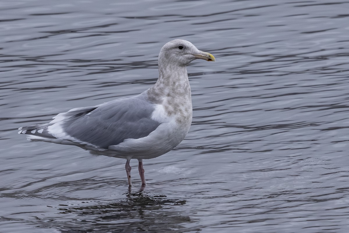 Batı Amerika x Buz Rengi Martı - ML646425703