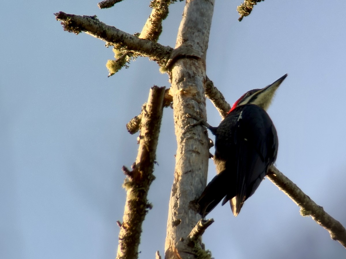 Жовна північна - ML646425704