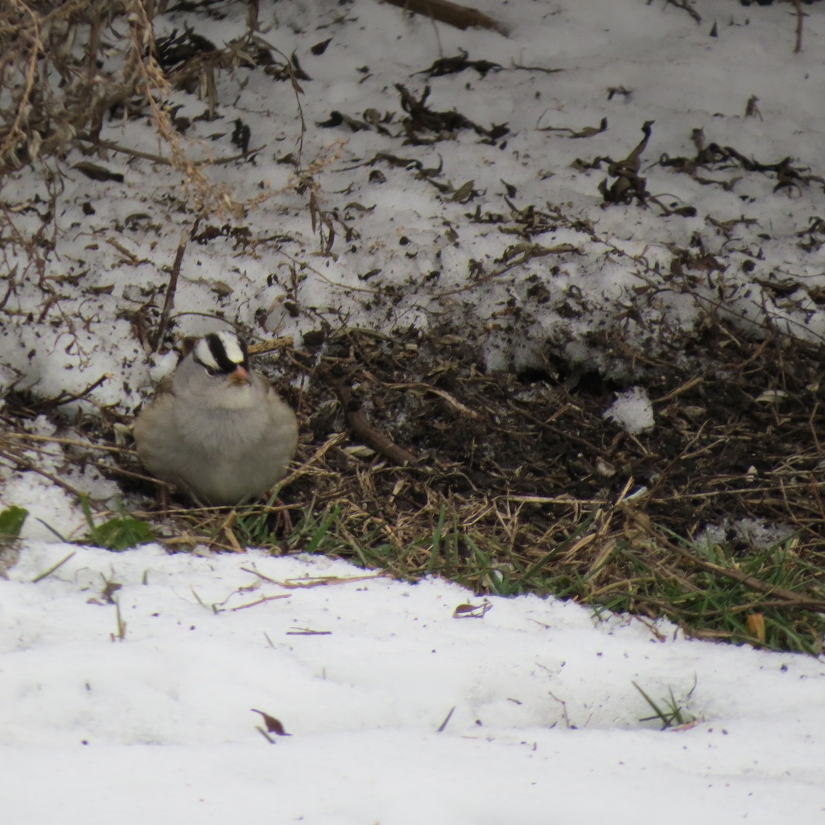 Bruant à couronne blanche - ML646425706