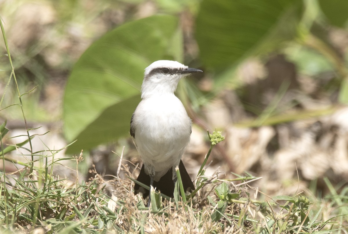 Masked Water-Tyrant - ML646425707