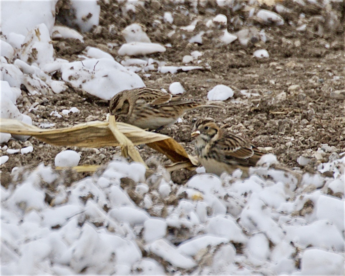 Lapland Longspur - ML646425708