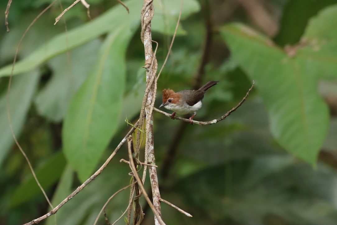 Chestnut-crested Yuhina - ML646425709