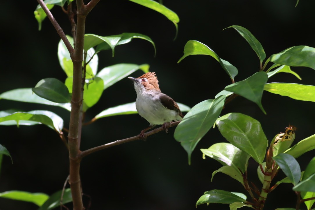 Chestnut-crested Yuhina - ML646425710