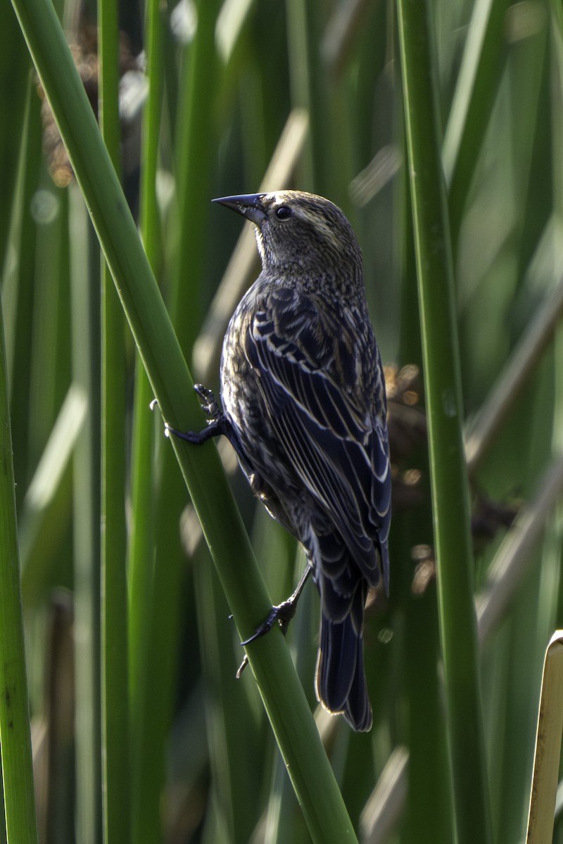 Red-winged Blackbird - ML646425711