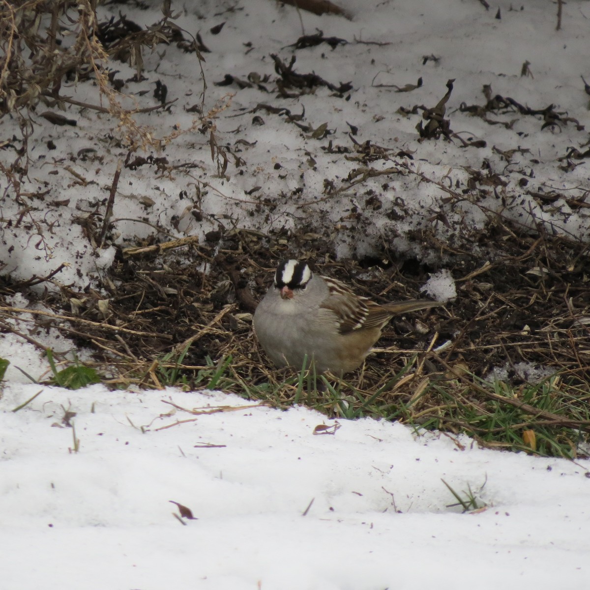 Bruant à couronne blanche - ML646425712