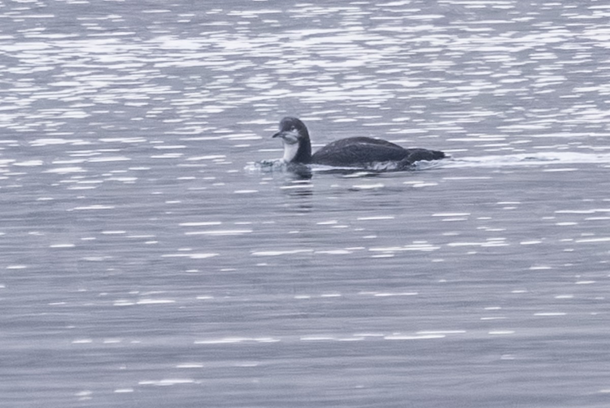 Pacific Loon - ML646425714