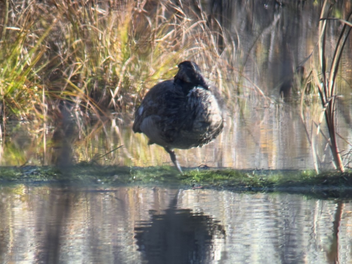 Cackling Goose - ML646425715