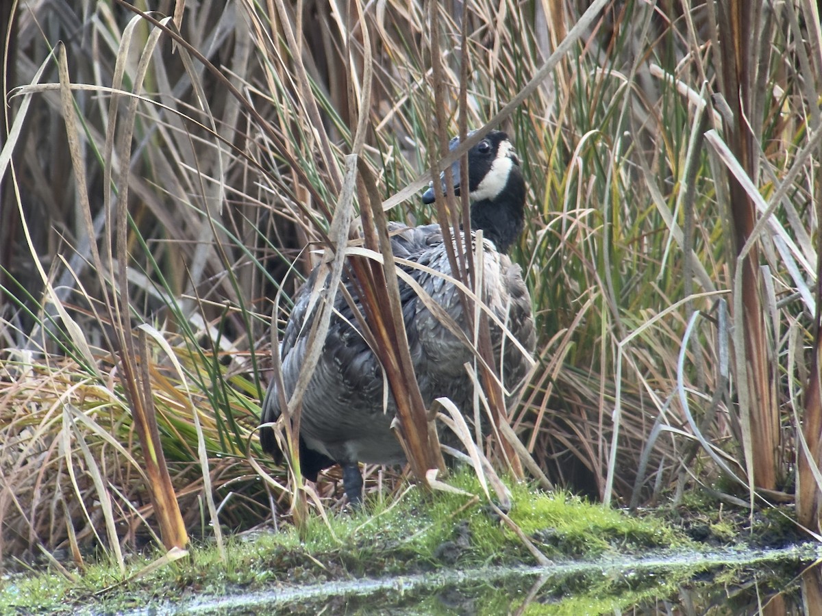 Cackling Goose - ML646425716