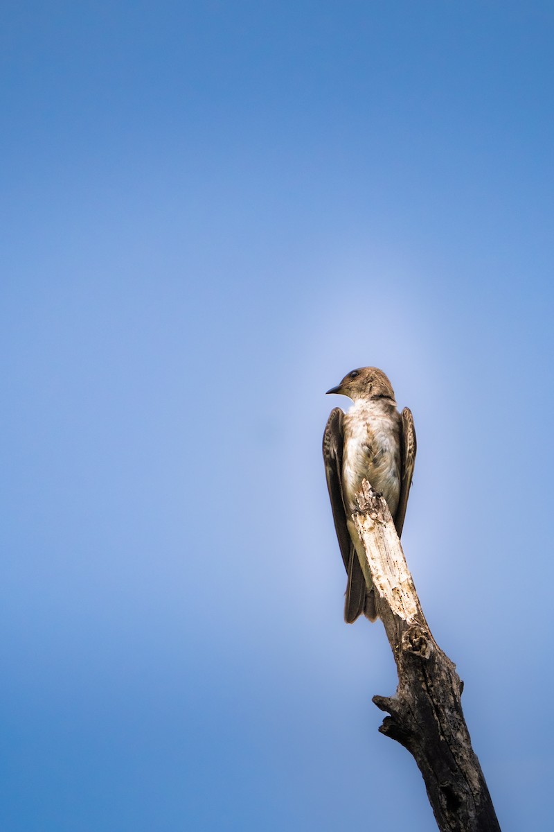 Brown-chested Martin - ML646425717