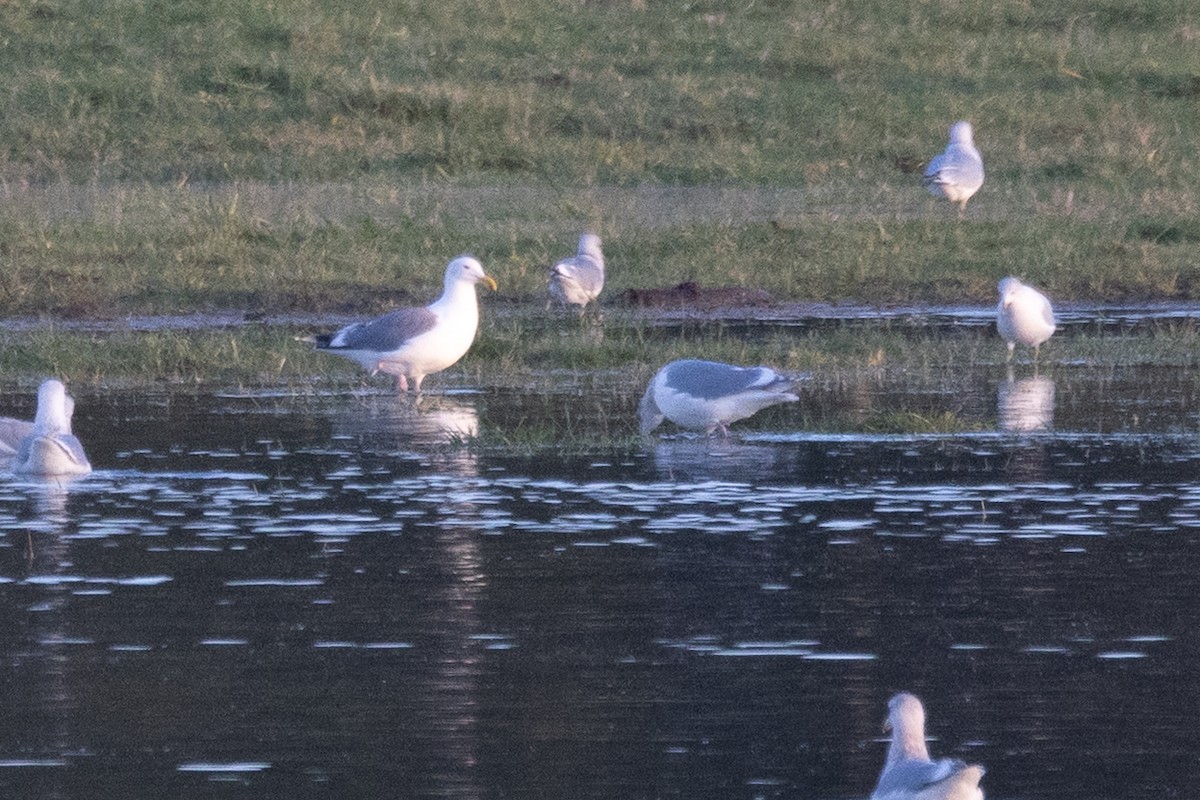 Western Gull - ML646425719