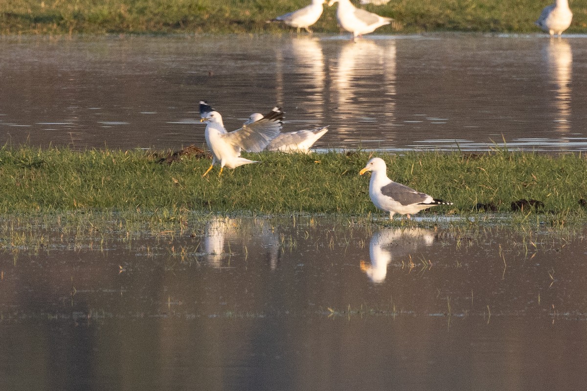 Western Gull - ML646425720