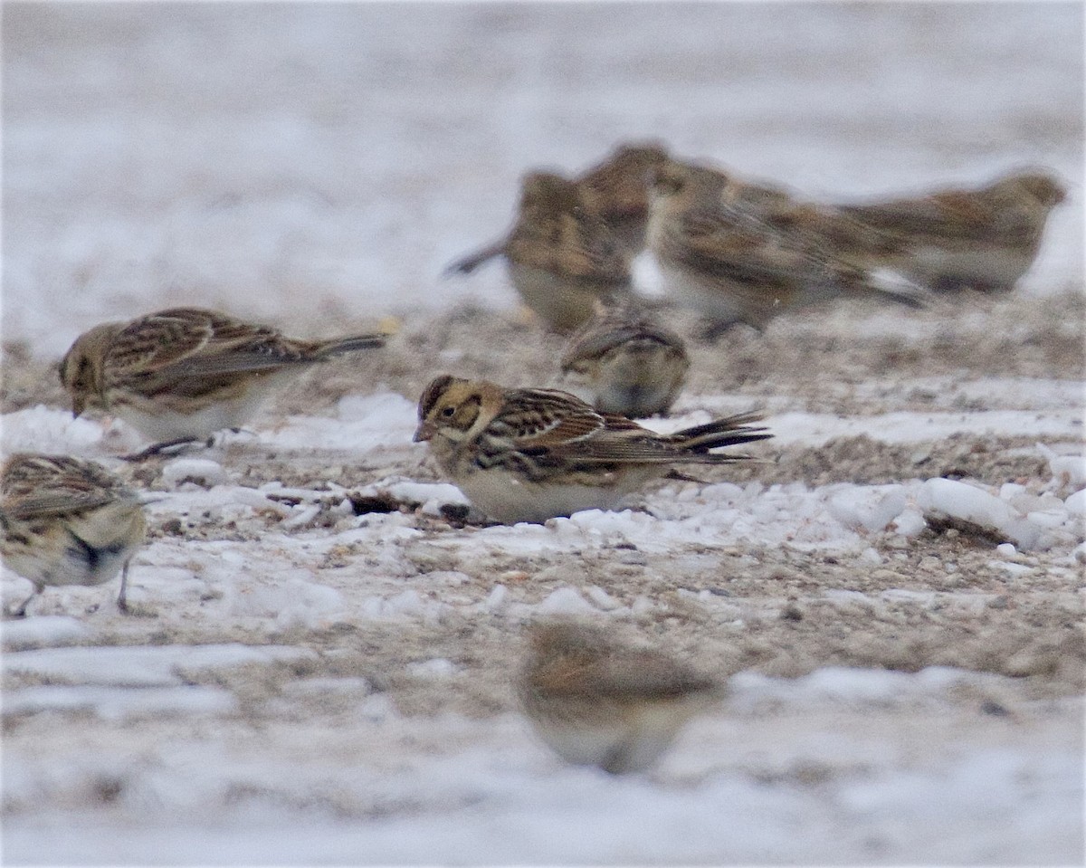 Lapland Longspur - ML646425721