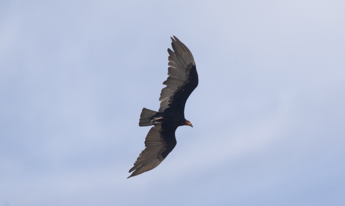 Lesser Yellow-headed Vulture - ML646425722