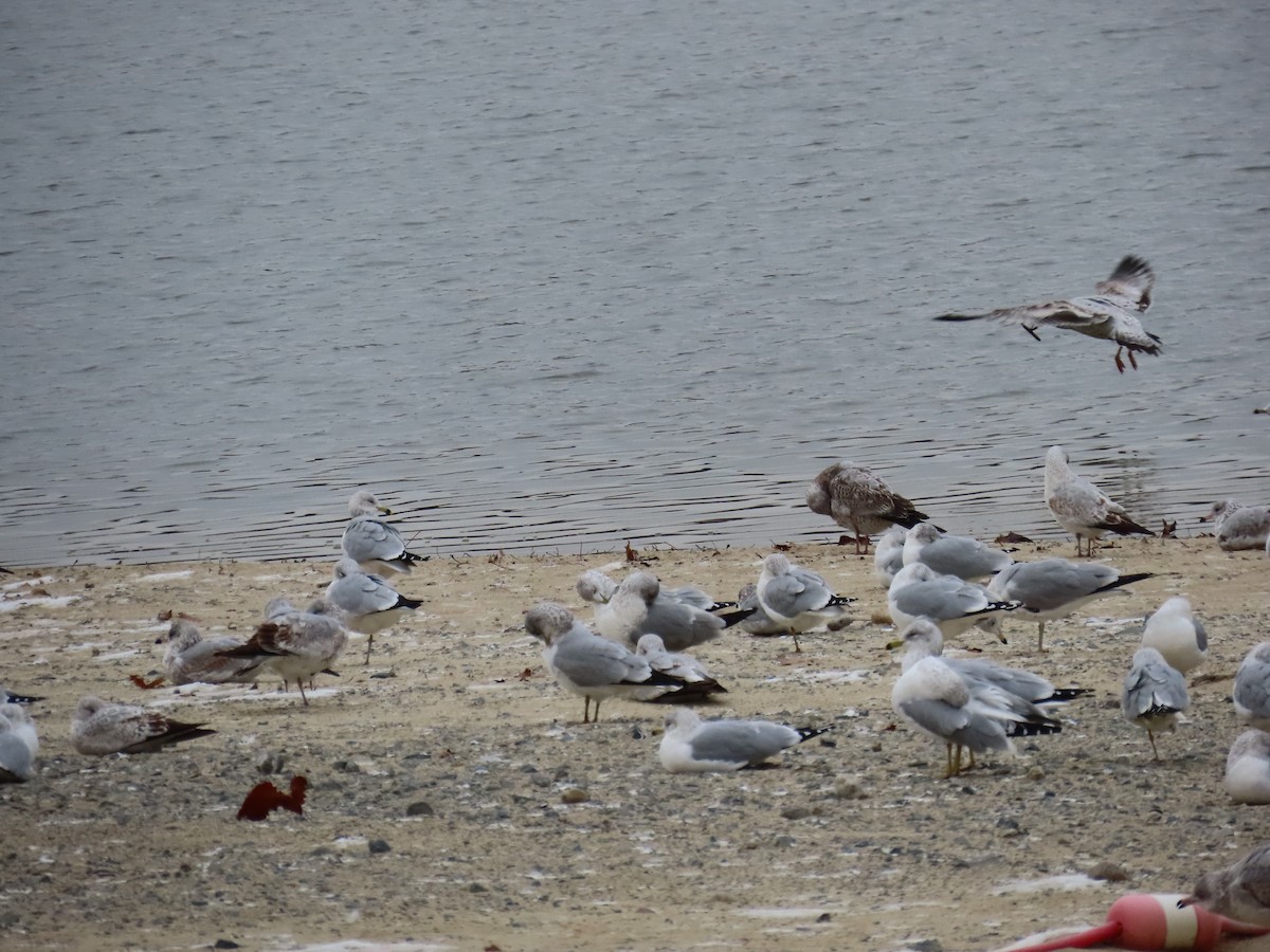 racek kroužkozobý - ML646425728