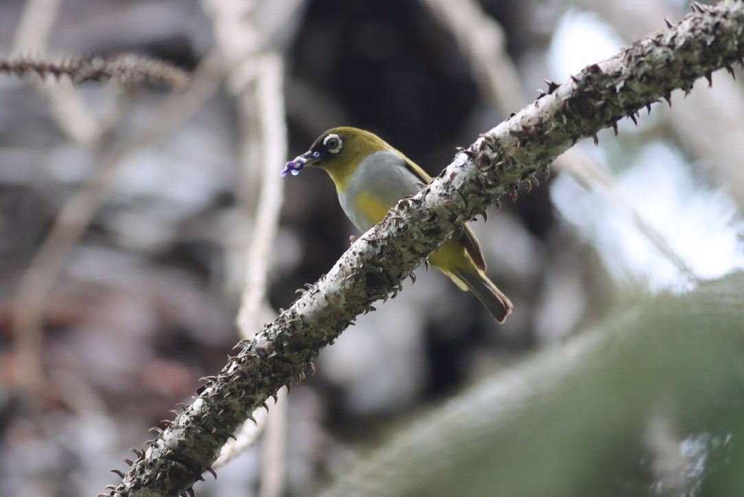 Black-capped White-eye - ML646425730