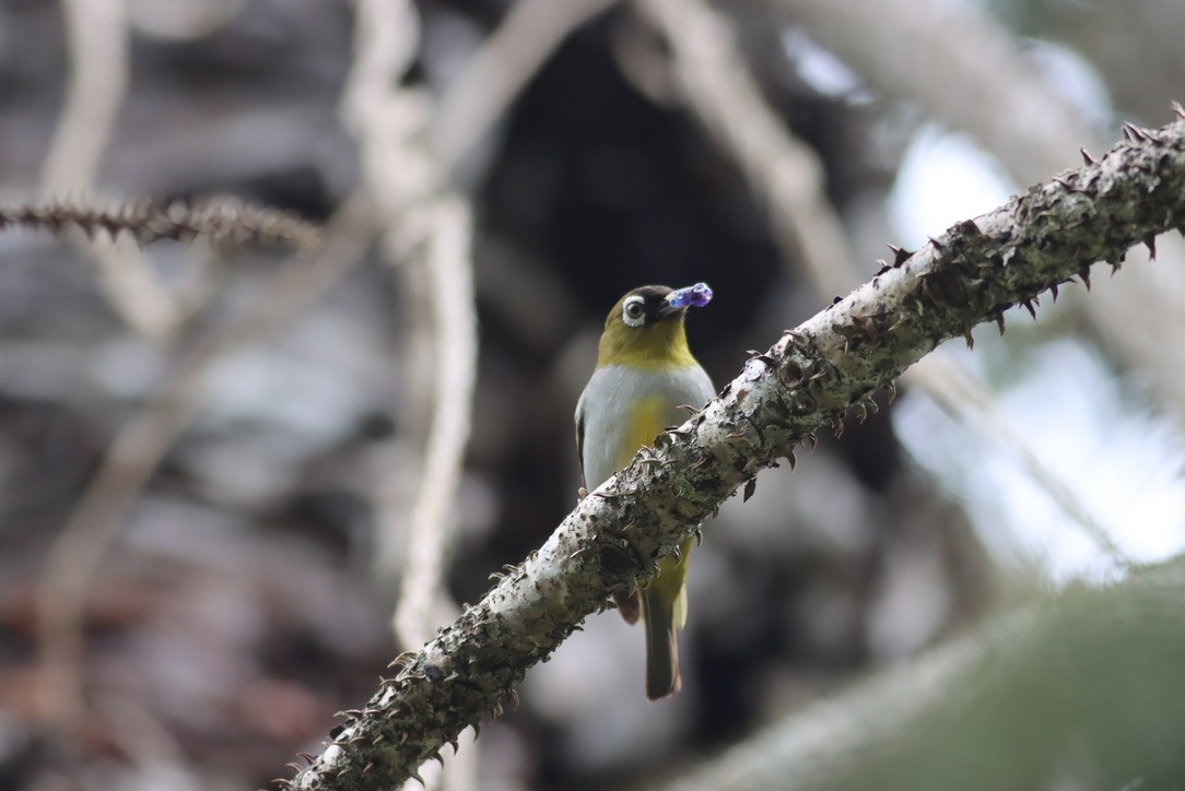 Black-capped White-eye - ML646425731