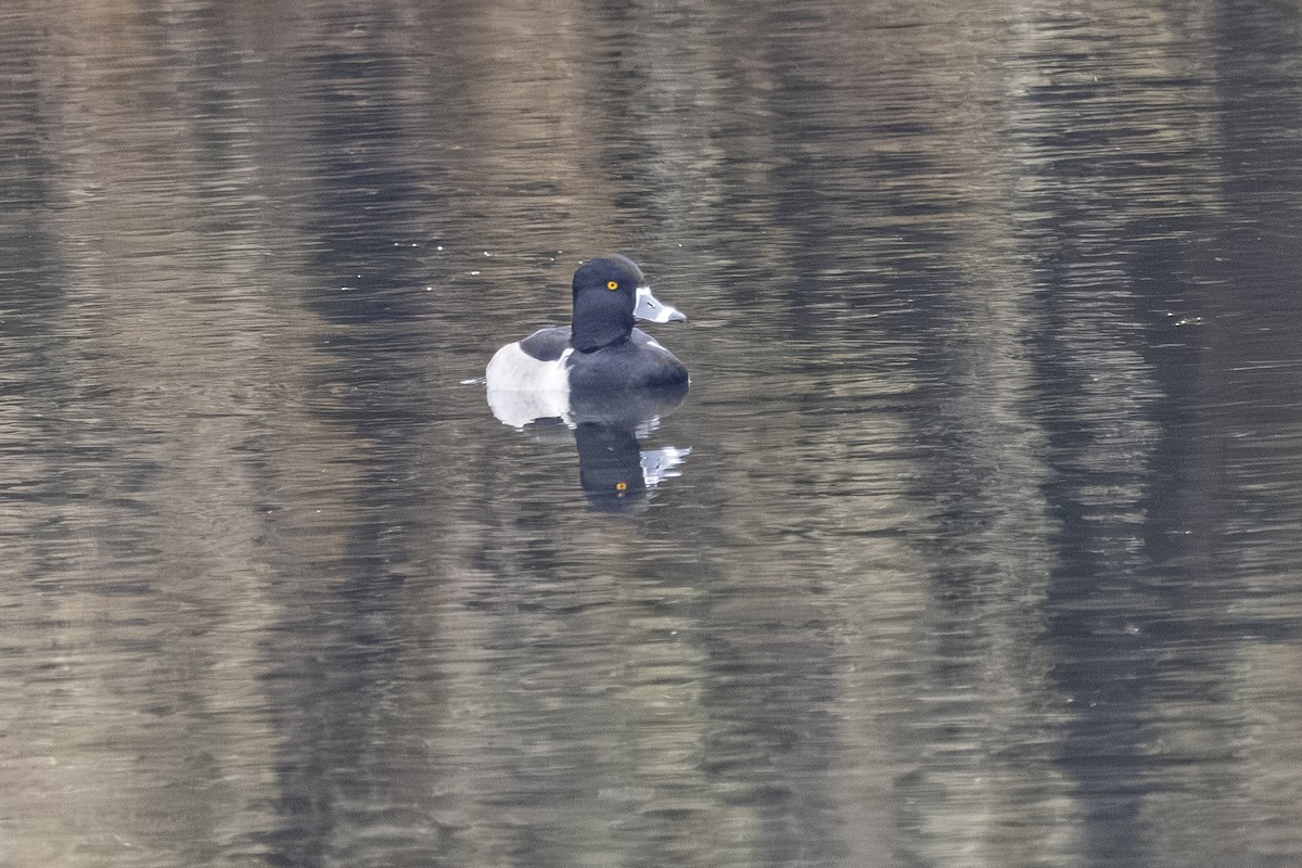 Ring-necked Duck - ML646425735