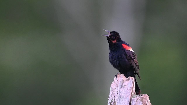 Red-winged Blackbird - ML646425737
