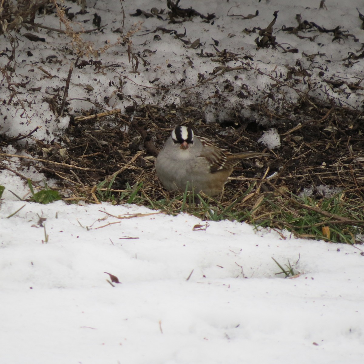 Bruant à couronne blanche - ML646425739
