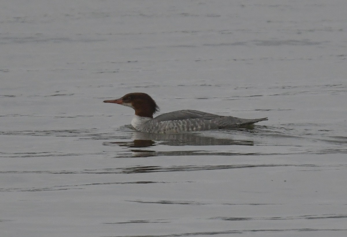Common Merganser - ML646425740